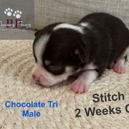 AKC Stitch - Chocolate and tan male Chihuahua puppy in Columbus, Nebraska from Prancy Pawz