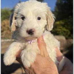 Ripley - Parti female Goldendoodle puppy in Penryn, California from Dainty Doodle Dogs LLC