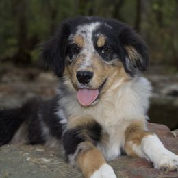 Hux - Blue merle Miniature Australian Shepherd puppy in Berryville, Arkansas from 2Lazy2P Mini Aussies