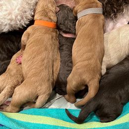 Goldendoodle Puppies from O’Doodle Clan Goldendoodles