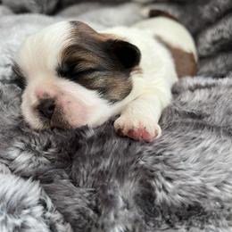 Shih Tzu Puppies from Our ShihTzu Family