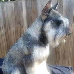 Mango - Miniature Schnauzer
