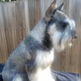 Mango - Miniature Schnauzer