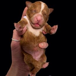 Purple girl - Red  female Goldendoodle puppy in Hot Springs, Arkansas from Hot Springs Kennels