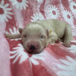 AKC Malibu - White female Siberian Husky puppy in Centreville, Maryland from Huskies By the Bay