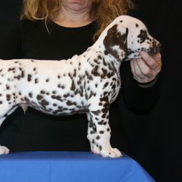 Boy (Blue) - White and liver brown Dalmatian puppy in Spring Branch, Texas from D'vine Dalmatians