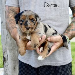 Bernedoodle Puppies from Salt-Life Doodles