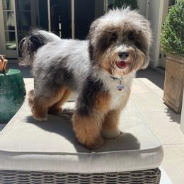 Australian Mountain Doodle and Bernedoodle All Grown Up from Blue Skye Doodles