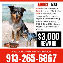 Angus - Australian Shepherd