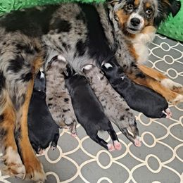 Toy Australian Shepherd Puppies from Honeybee Haven's Toy Aussies