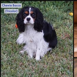Chewie - Cavalier King Charles Spaniel
