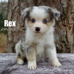 Rex - Blue merle male Australian Shepherd puppy in Grapeland, Texas from Smokin K Aussies