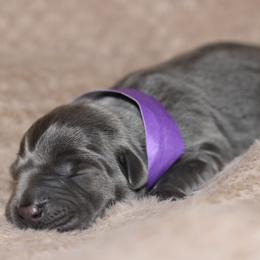 Bracelet - Black female Labrador Retriever puppy in Morrilton, Arkansas from Ancient Dogges Performance Dogs