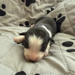 Ladybug - Black tri-color female Australian Shepherd puppy in Ellensburg, Washington from Creekside Aussies