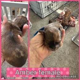 Amber - Dapple female Dachshund puppy in Elko, Nevada from Willow Creek Dachshunds, and Collies