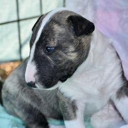 Penny - Brindle and white female Bull Terrier puppy in Gilbert, Arizona from Sunny Sky Bull Terriers
