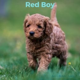 Boy 3 - Australian Labradoodle puppy in Darien, Connecticut from Nutmeg by the Sea Australian Labradoodles