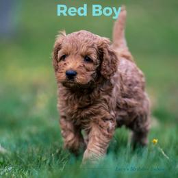 Boy 3 - Australian Labradoodle puppy in Darien, Connecticut from Nutmeg by the Sea Australian Labradoodles