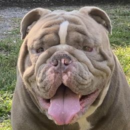 Axel - Bulldog