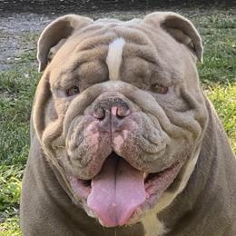 Axel - Bulldog