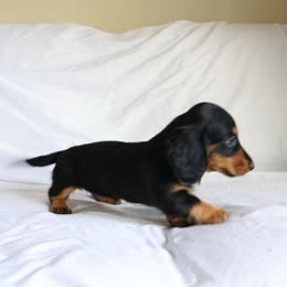 Joy - Black and tan female Dachshund puppy in Fredericksburg, Ohio from William's Dachshunds
