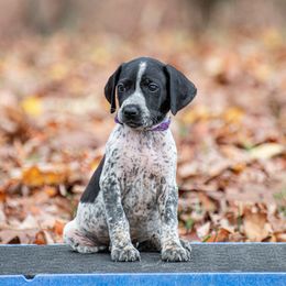 German Shorthaired Pointer and Vizsla Puppies from Nosam Kennels