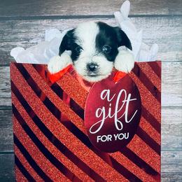 Jade - Piebald female Morkie puppy in Tampa Bay, Florida from Woodpecker Ridge Pups