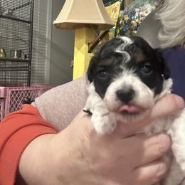 Ziggy - Parti female Poodle puppy in Mineral Wells, Texas from S.H.A.R.P.’s Toy Poodles