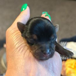 Girl 2 - Blue and gold female Yorkshire Terrier puppy in Hot Springs, Arkansas from Weslynn Kennels