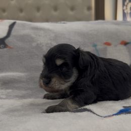 Boy1 - Black and silver male Miniature Schnauzer puppy in Seagoville, Texas from JC miniature schnauzers