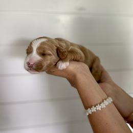 Clover - Red  female Goldendoodle puppy in Stanford, Kentucky from Holloway Goldendoodles