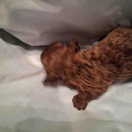 Acron - Brown male Poodle puppy in Hillsborough, North Carolina from Peggy's Poodle Pups