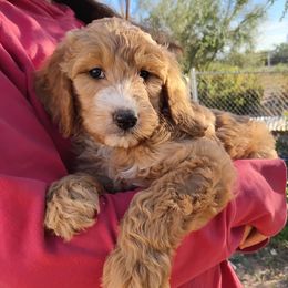 Rudy - Apricot male Goldendoodle puppy in Apache Junction, Arizona from Loving Doodle