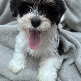 Spruce - Black and white male Havanese puppy in Lawrenceville, Georgia from Alchemy Havanese