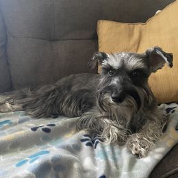 Aurora - Miniature Schnauzer