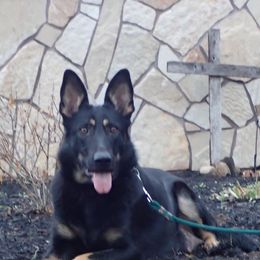 German Shepherds from Providence Landhaus