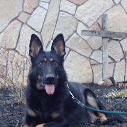 German Shepherds from Providence Landhaus