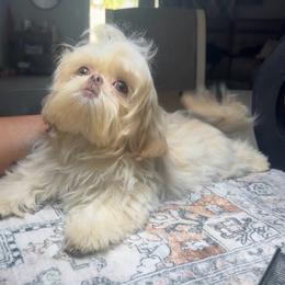 Luxe - Liver male Shih Tzu puppy in Seattle, Washington from Shih Tzu’s  ‘N’ Love