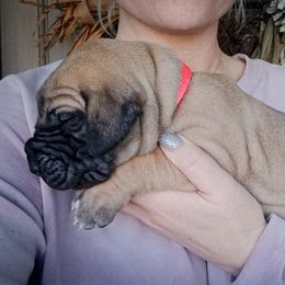 Great Dane Puppies from Pepper Mae Danes