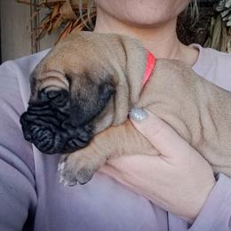 Great Dane Puppies from Pepper Mae Danes