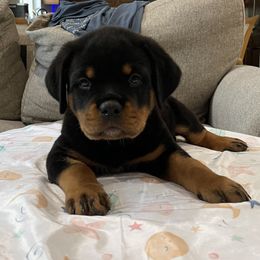 Rottweiler Puppies from GrowlHausRotts