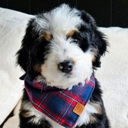 Bernedoodles from Big Butte Bernedoodles