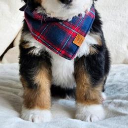 Bernedoodles from Big Butte Bernedoodles
