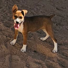 Girl 1 - Red white and sable female Rat Terrier puppy in Apple Valley, California from Dynamite Rat Terriers
