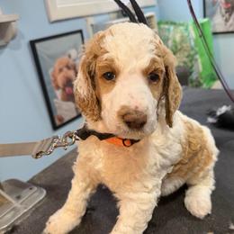 Boy 1 - Parti male Poodle puppy in Maryland from Hernwood Heelers & Poodles