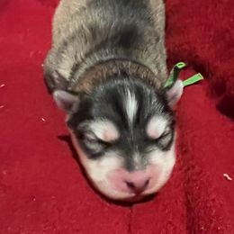 Krampus - Siberian Husky puppy from Snowdancer Kennels, Reg