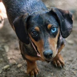 Dachshunds from Amber's Flock Homestead