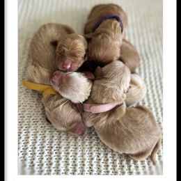 Golden Retriever Puppies from Thegoldendreams1