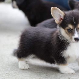Basset Hound and Pembroke Welsh Corgi Puppies from Northstar Corgis and Basset Hounds