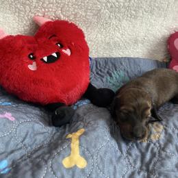 Cream brindle girl - Cream female Dachshund puppy in Wolf Lake, Indiana from Canisteo Dachshunds